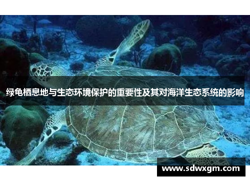 绿龟栖息地与生态环境保护的重要性及其对海洋生态系统的影响